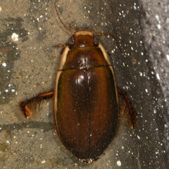 Dytiscus fasciventris