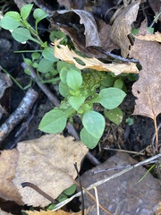 Caryophyllaceae