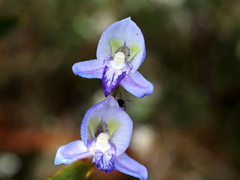 Disa purpurascens