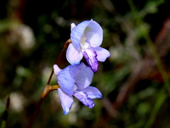 Disa purpurascens