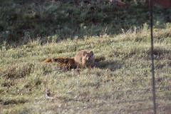 Cynictis penicillata