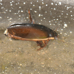 Dytiscus fasciventris