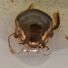 Dytiscus fasciventris