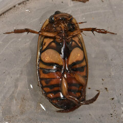 Dytiscus fasciventris