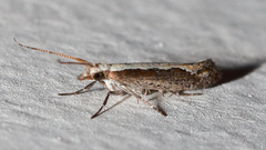 Plutella xylostella-australiana