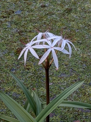 Crinum americanum