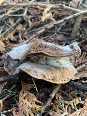 Collybiopsis peronata