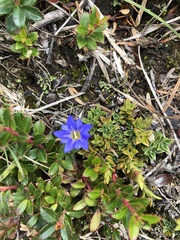 Gentiana arisanensis