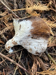 Collybiopsis peronata