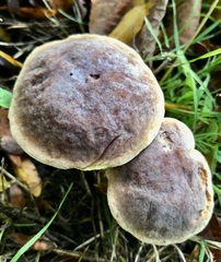 Xerocomellus pruinatus