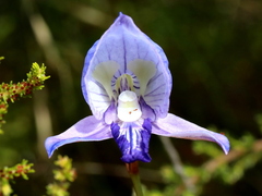 Disa purpurascens