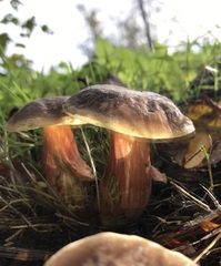 Xerocomellus pruinatus