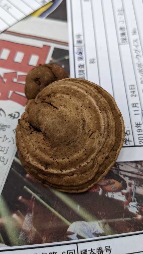 Ganoderma applanatum · October 2022 · photo: © atsushi_nakajima_cirque (iNaturalist, cc-by)