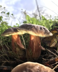 Xerocomellus pruinatus