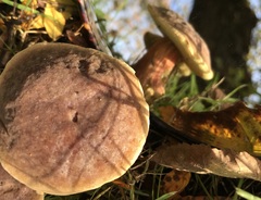 Xerocomellus pruinatus