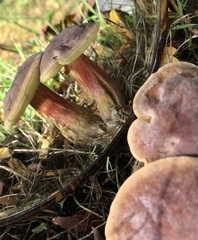 Xerocomellus pruinatus