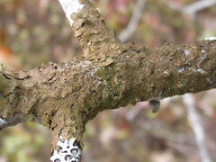 Melanelixia subaurifera