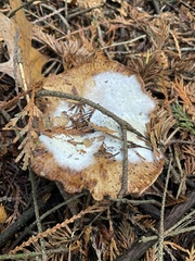 Collybiopsis peronata