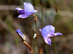 Disa purpurascens