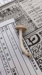 Cuphophyllus pratensis