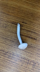 Cuphophyllus pratensis