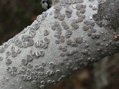 Lecanora subpallens