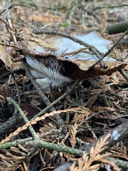 Collybiopsis peronata