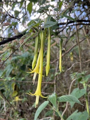 Salpichroa didierana