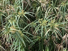 Cyperus textilis