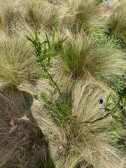 Solanum vescum