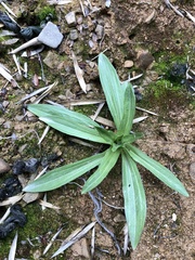 Swertia macrosperma