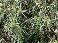 Cyperus textilis