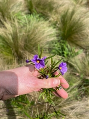 Solanum vescum