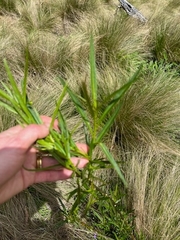 Solanum vescum