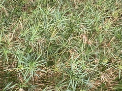 Cyperus textilis