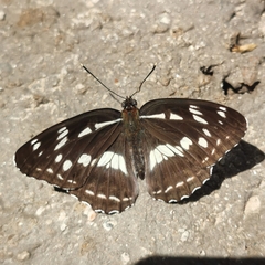 Limenitis helmanni