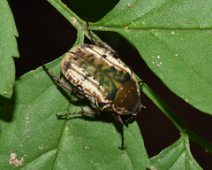 Elaphinis irrorata