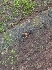 Sceliphron madraspatanum