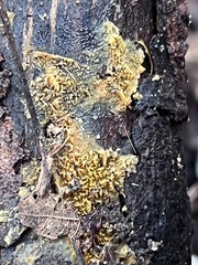 Serpula himantioides