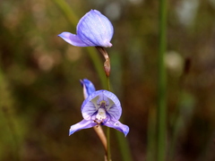 Disa purpurascens