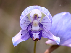 Disa purpurascens