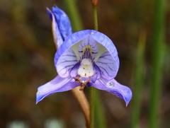Disa purpurascens