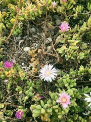 Drosanthemum candens