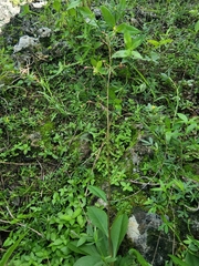 Talinum paniculatum