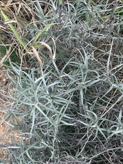 Helichrysum chrysargyrum