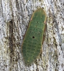 Stenocotini