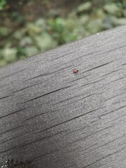 Dysdercus decussatus