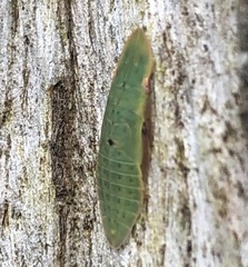 Stenocotini