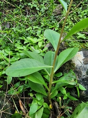 Talinum paniculatum