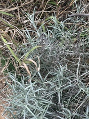 Helichrysum chrysargyrum